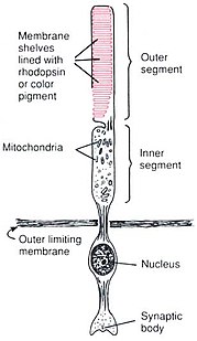 Anatomy of a Rod Cell[8]