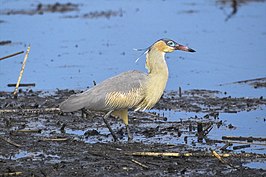 Fluitreiger