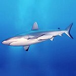 Контрзатінена сіра рифова акула, Carcharhinus amblyrhynchos