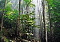 Image 4Old-growth European beech forest in Biogradska Gora National Park, Montenegro (from Old-growth forest)