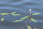 Thumbnail for File:Persicaria amphibia kz11.jpg