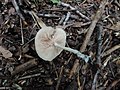 Rhodocybe hirneola