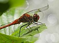 Sympetrum sanguineum?