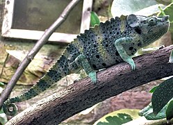 Meller's Chameleon