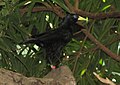 Red-rumped Cacique