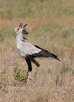 Paukštis sekretorius (Sagittariidae serpentarius)