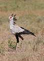 Serengeti National Park, Tanzania