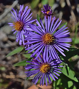 Symphyotrichum novae-angliae