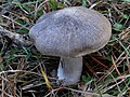 Tricholoma terreum