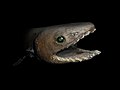 en:Frilled_shark