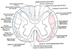 Thumbnail for Subacute combined degeneration of spinal cord