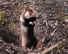 Rongeur brun et blanc à ventre noir, à oreilles rondes et yeux noirs, dressé sur les pattes arrières