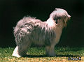 Antiguo perro pastor inglés (bobtail)