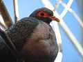 Papuan Mountain Pigeon (Gymnophaps albertisi)