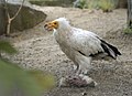 Tiergarten Schönbrunn, Wien, Österreich