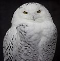 Snowy Owl