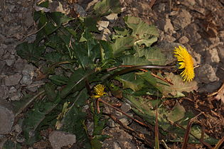 Taraxacum officinale