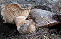 Tricholoma colossus