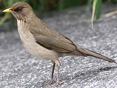 At Costanera Sur, Argentina