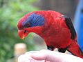 Black Winged Lorikeet