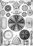 Diatoms (Diatomea)