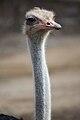 Ostrich