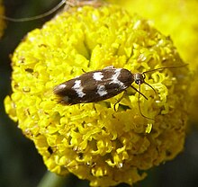 Scythris scopolella