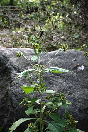 털진득찰(Sigesbeckia pubescens)