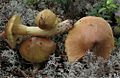 Tricholoma aestuans