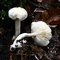 Tricholoma album