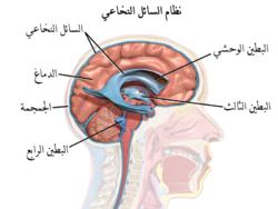 صورة تظهر موقع السائل الدماغي الشوكيّ و تظهر بطينات الدماغ