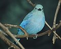 Blue-gray Tanager