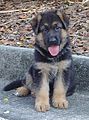 German Shepherd