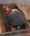 Inca Tern