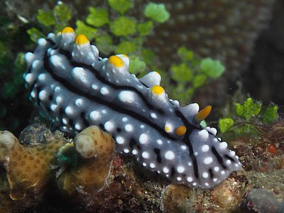 Phyllidia elegans, by Rickard Zerpe