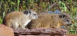 Procavia capensis