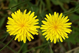 Hieracium muorum (wall hawkweed)