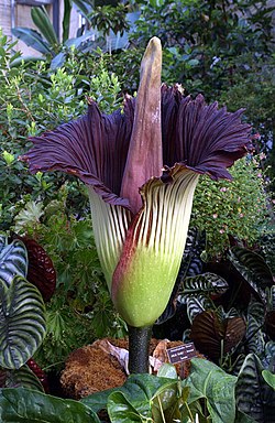 Amorphophallus titanum, a maior inflorescência do mundo.