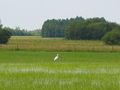 Biebrza Marshes, Poland