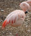 Chilean Flamingo