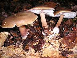 Sviestinė plempė (Collybia butyracea)