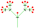 複合聚繖花序