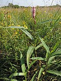 Thumbnail for File:Persicaria amphibia kz10.jpg