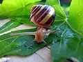 Cepaea hortensis