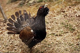 Le grand tétras est l'emblème du parc.