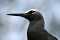 Black noddy head