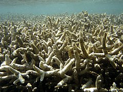 Corail blanchi et mort à La Réunion.