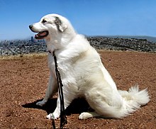 Great Pyrenees sitting.jpg