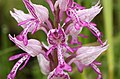 Orchis militaris