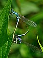 * Nomination Mating wheel of two Blue-tailed Damselflies. --Quartl 06:56, 7 August 2010 (UTC)) * Promotion  Support QI & Useful --Archaeodontosaurus 08:45, 7 August 2010 (UTC)